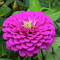 Bright zinnia
