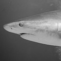 Caribbean Reef Shark