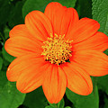 Mexican Sunflower