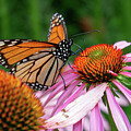Monarch Butterfly taking a sip